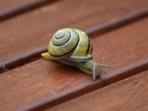 Free Images : green, shell, invertebrate, close up, mollusk, molluscs, macro photography, slowly ...