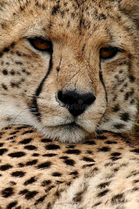 Cheetah Face stock image. Image of nose, predator, coat - 2651035