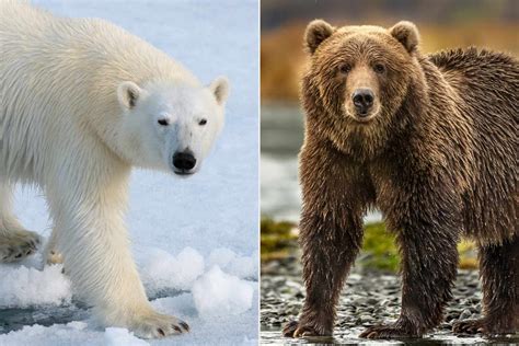 Climate Change Could Lead to Increase in Polar Bear and Grizzly Bear Hybrids