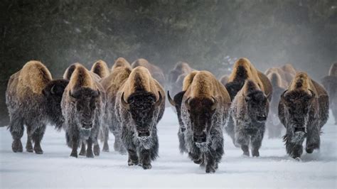 Bison Snow – Bing Wallpaper Download