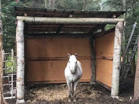 This weekend we built a horse shelter for my quarter horse mare and stallion. Yes they live ...