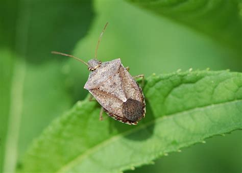 Field Biology in Southeastern Ohio: Homoptera Insects