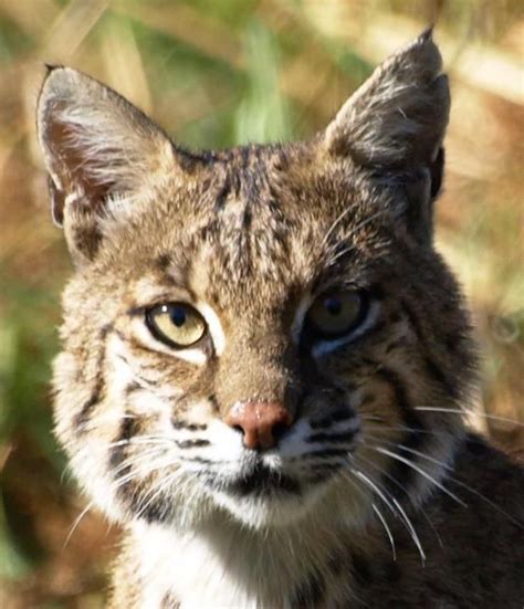 Texas Parks and Wildlife shared Gary Stubbs's photo. A curious bobcat near Texas Parks and ...