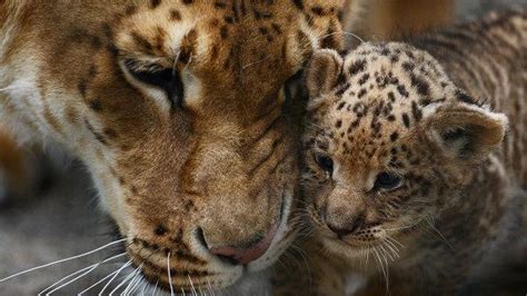 Liliger cubs born at Russian zoo - UPI.com