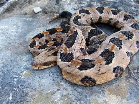 Image Gallery: The Social Lives of Rattlesnakes | Deadly animals, Poisonous snakes, Rattlesnake