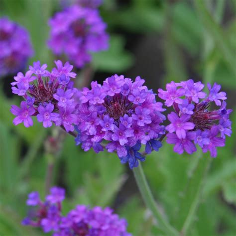 50 Fresh See Imagination Verbena easy to grow #ABG1