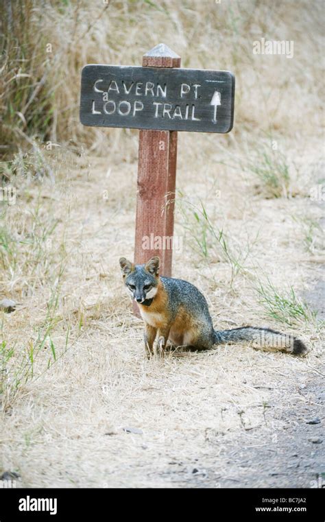 Island Fox (Urocyon littoralis), ENDANGERED, Santa Cruz Island, Channel ...