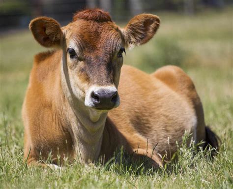 First Genomic Test for Jersey Cattle Launched by Zoetis