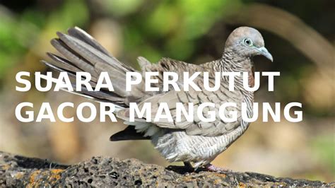 Suara Burung Perkutut – newstempo