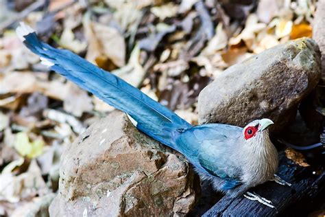 Endemic Bird Species of Sri Lanka - WorldAtlas