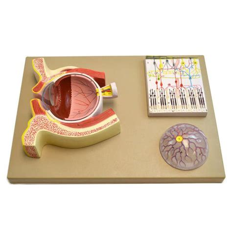 Human Eye Demonstration Model – GTSimulators.com