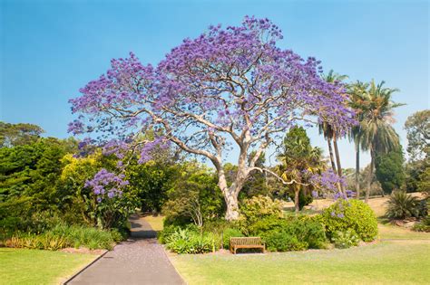 90 Best Flowering Trees for Florida (by Color & w/ Photos)- ProGardenTips