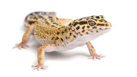 A Guide to Caring for Leopard Geckos