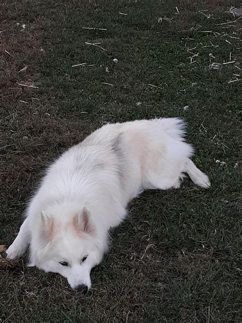 Here's my doggo laying in some grass : r/cutepets