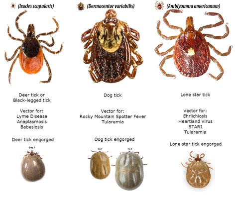 KENTUCKY HEALTH NEWS: Tick season is expected to be more dangerous this ...