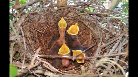 Baby Birds In Nest