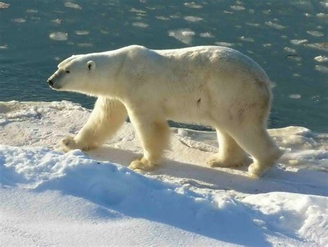 Polar Bear Wallpapers Images Photos Pictures Backgrounds