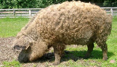 The Mangalica pig is a special breed that is mostly know from Hungary and looks rather like a ...