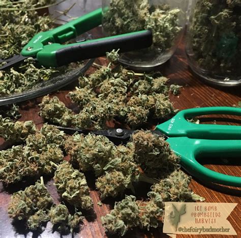 Growers nationwide are discovering PRO 420 scissors - PRO420