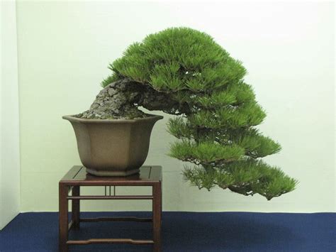 Japanese Black Pine Bonsai Tree Care Guide (Pinus Thunbergii) - Bonsai Tree Gardener