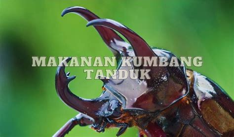 Mengenal Makanan Kumbang Tanduk dan Cara Merawatnya