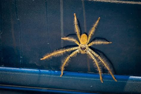 How to Quickly Get Rid of Spiders In Your Car | Family Handyman