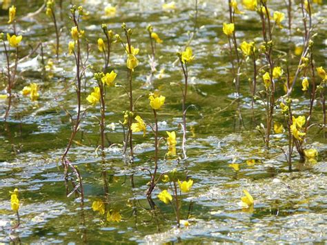 Toronto Wildlife - More Common Bladderwort