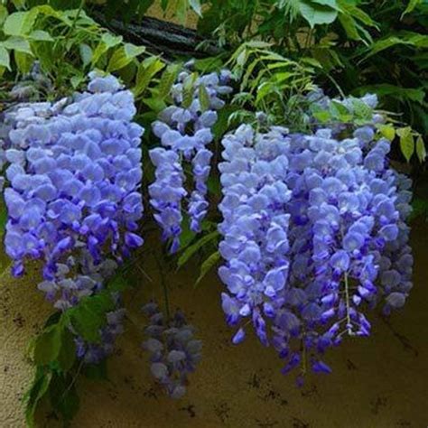 WISTERIA 'BLUE MOON' Rare live plant Stater plant | Etsy | Wisteria tree, Flower seeds ...