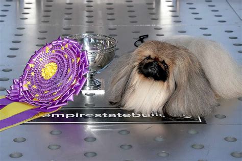 Dog Breeds with the Most Westminster Dog Show Wins