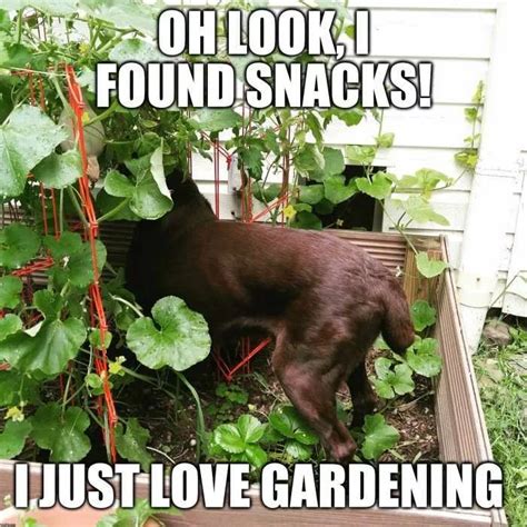 Gardening Memes Funny | Fasci Garden