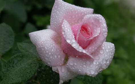 raindrops on pink rose-Flower Desktop Wallpaper-2560x1600 Download ...