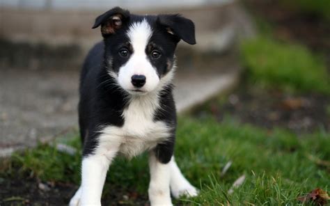 Border Collie - Puppies, Rescue, Pictures, Information, Temperament, Characteristics | Animals ...