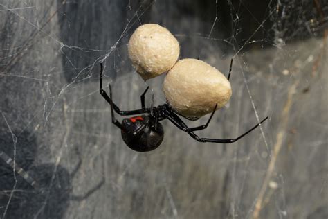 Are Black Widows Poisonous & Deadly? | EcoGuard Pest Management