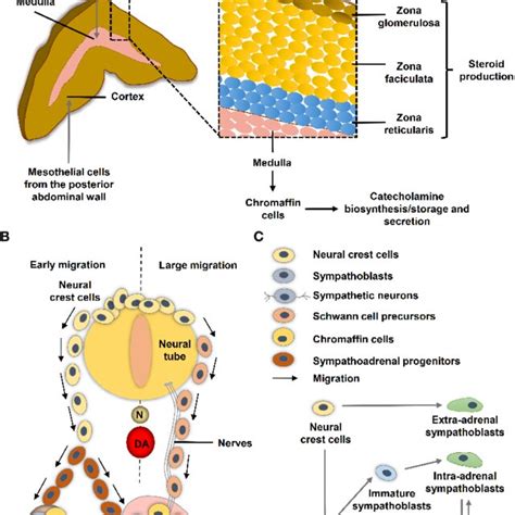 Neural crest and adrenal chromaffin cell development. (A) Human adult... | Download Scientific ...