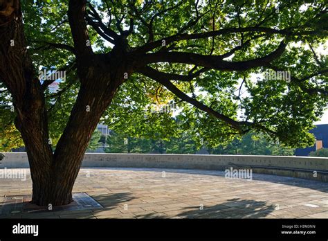 Oklahoma city survivor tree hi-res stock photography and images - Alamy