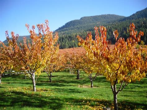 51 best Our cherry orchard in Montana. Goodearthorchards.com images on ...