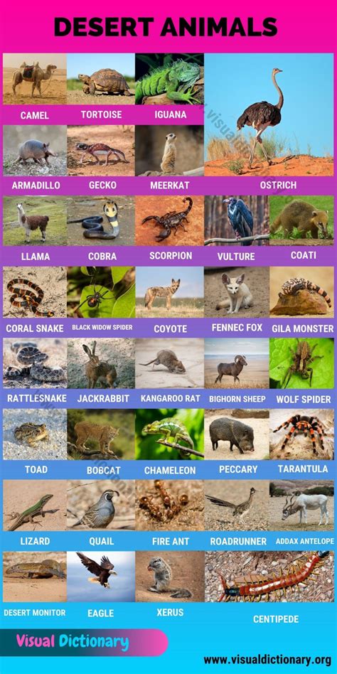 Different Types Of Animals In The World