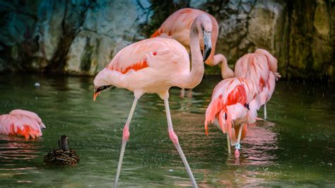 30 Strange Flamingo Facts That You Never Knew About - Facts.net