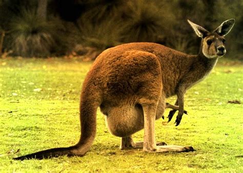 Top 5 Australian Famous Animals | TOP 5