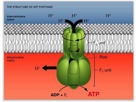 Next Biotechnology News | eBio World: Electron Transport Phosphorylation (Chemiosmosis)