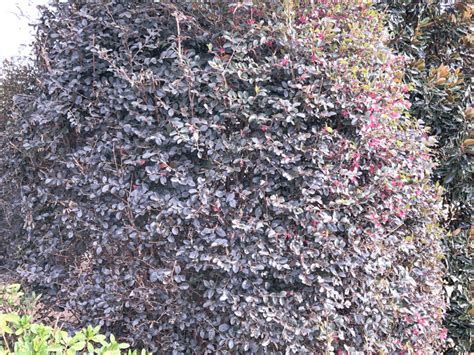 Growing Loropetalum Shrubs | Create and Find