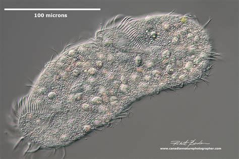 Photographing Ciliates - The Canadian Nature Photographer