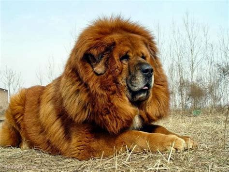 16 best Mongolian dog and Tibetan mastiff images on Pinterest | Mongolian mastiff, Siberian ...