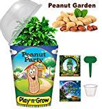 Peanut plant for sale - Grow plants