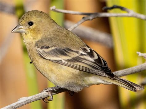 Lesser Goldfinch - NestWatch