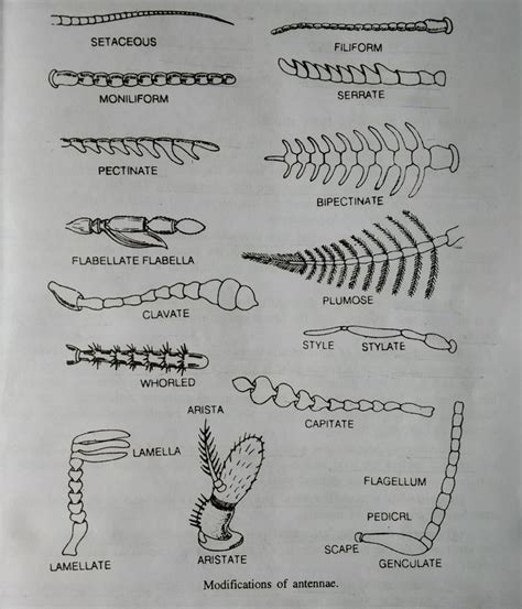 Modification of antennae/types of antennae in 2021 | Male mosquito, Insects, Antenna