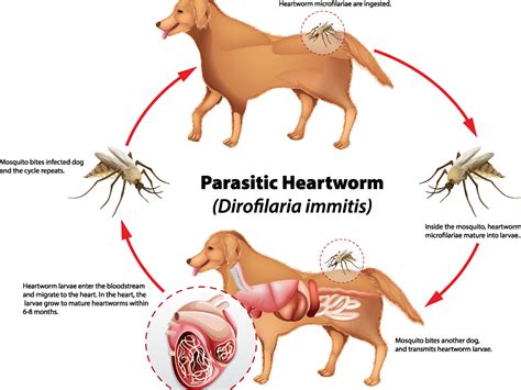 Symptoms of Heartworm Disease | Heartworm Vet in El Paso TX