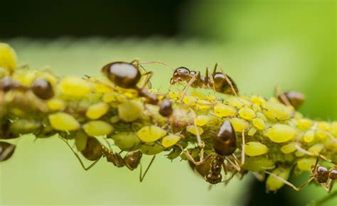 Managing Plant and Tree Aphid Infestation – The Tree Care Guide