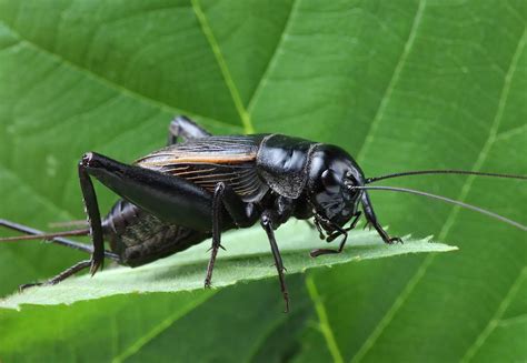 8 Difference between Grasshopper and Crickets (With Table) | Animal Differences