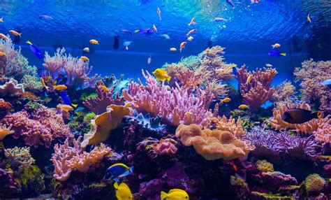 Dive Deep Into 50 Amazing Coral Reef Facts | Facts.net